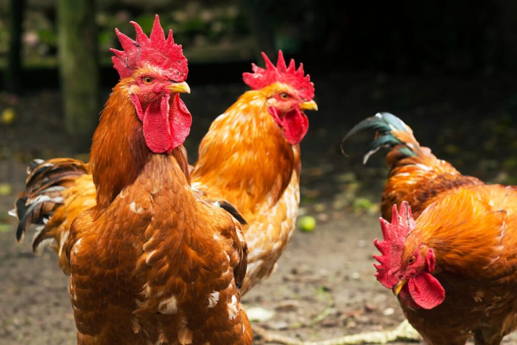 ¿Cuántas gallinas necesita un gallo?