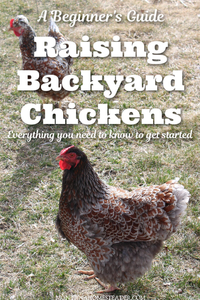 ¿Cuánto tiempo permanece fértil una gallina después de que el gallo la pisa?