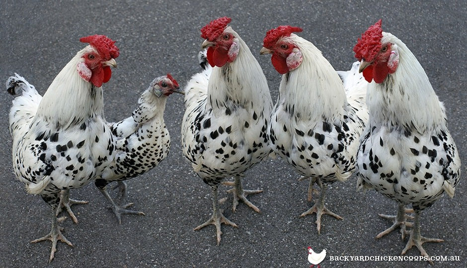 ¿Cuánto tiempo permanece fértil una gallina después de que el gallo la pisa?