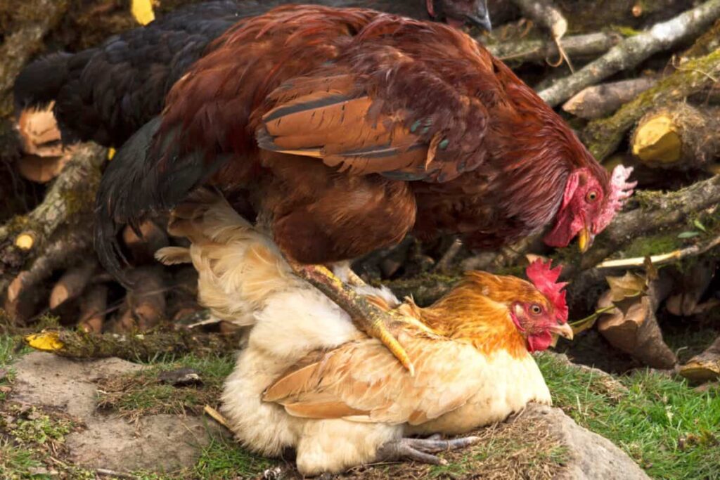 ¿Cuánto tiempo permanece fértil una gallina después de que el gallo la pisa?