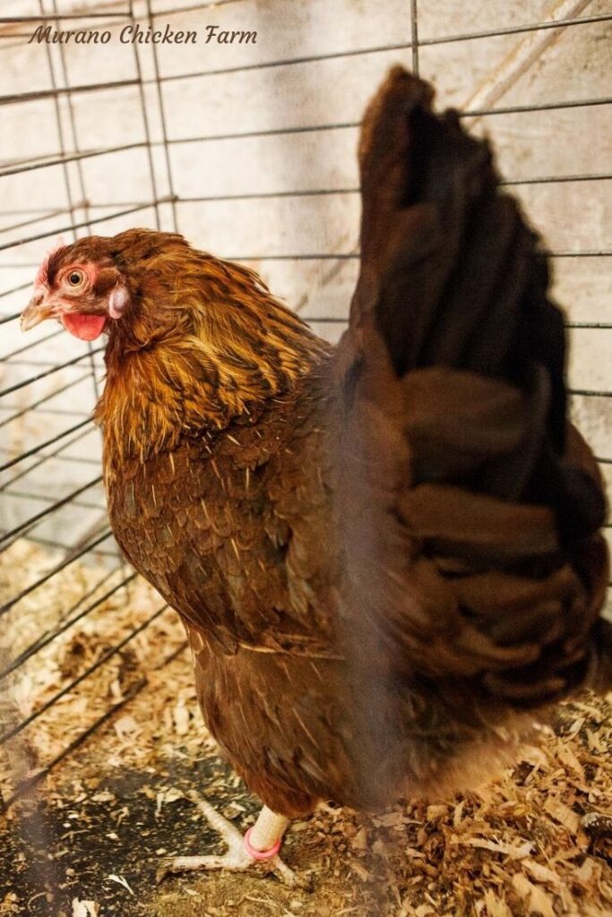 Cuarentena para pájaros nuevos: El paso clave para evitar contagios en el gallinero