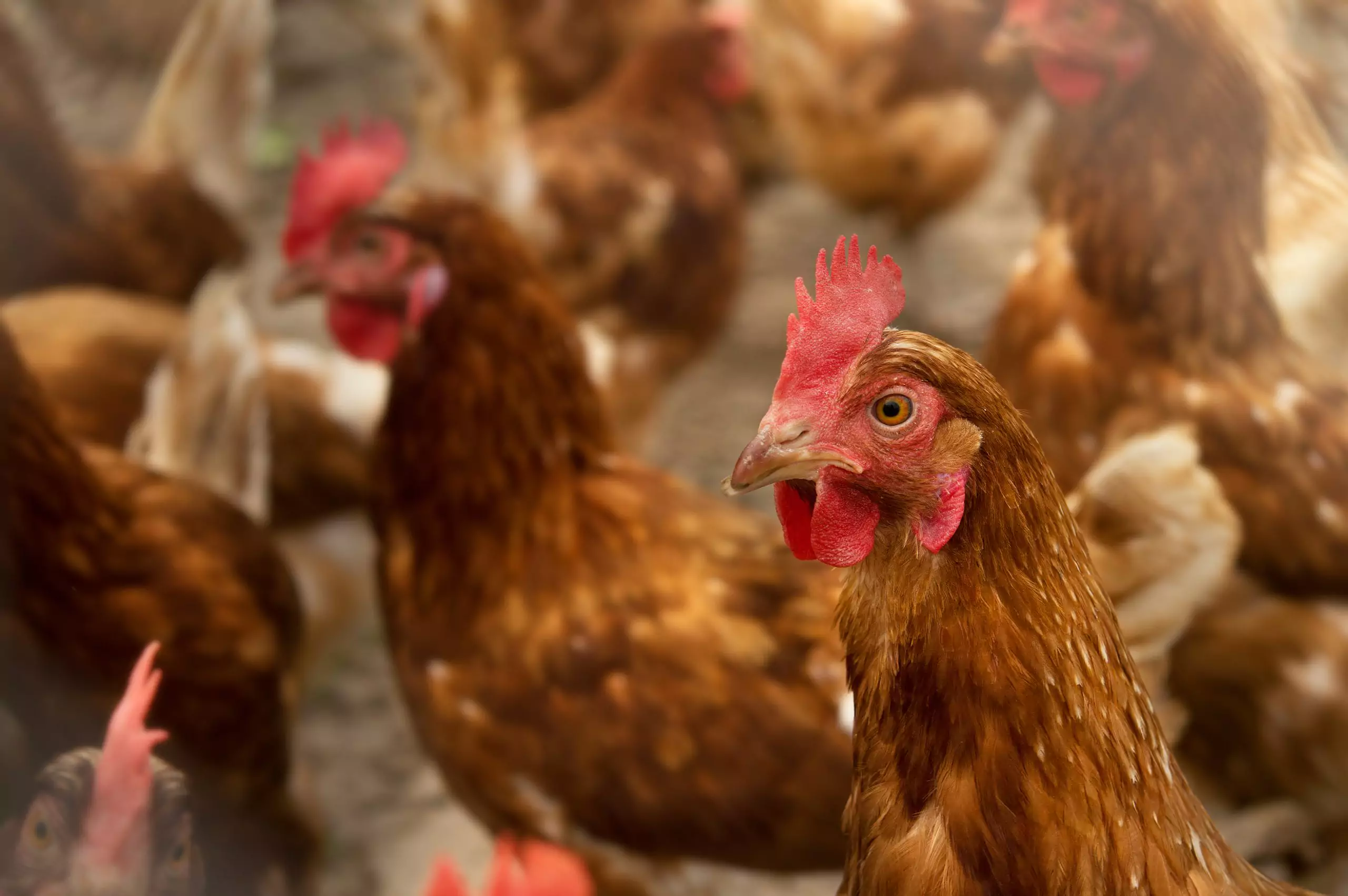 La cría y su importancia en la producción de las gallinas de puesta