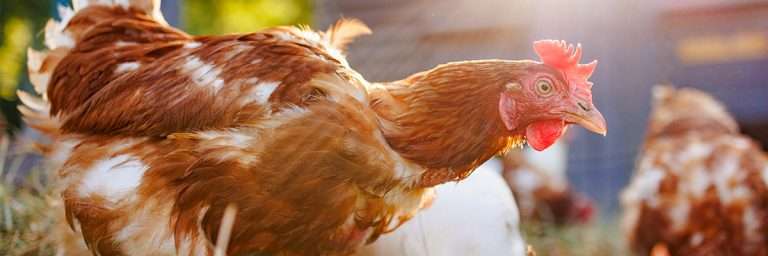 El color de la cresta: Qué nos dice sobre la salud de la gallina (Pálida, Morada o Seca) 8 Color del peine: lo que nos dice sobre la salud de la gallina (pálido, morado o seco)