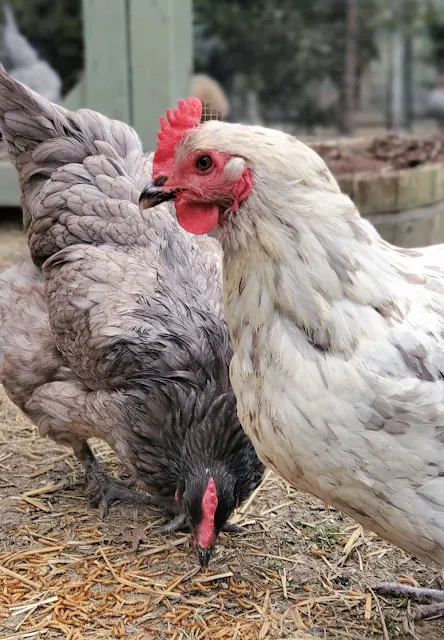 El color de la cresta: Qué nos dice sobre la salud de la gallina (Pálida, Morada o Seca) 9 Color del peine: lo que nos dice sobre la salud de la gallina (pálido, morado o seco)