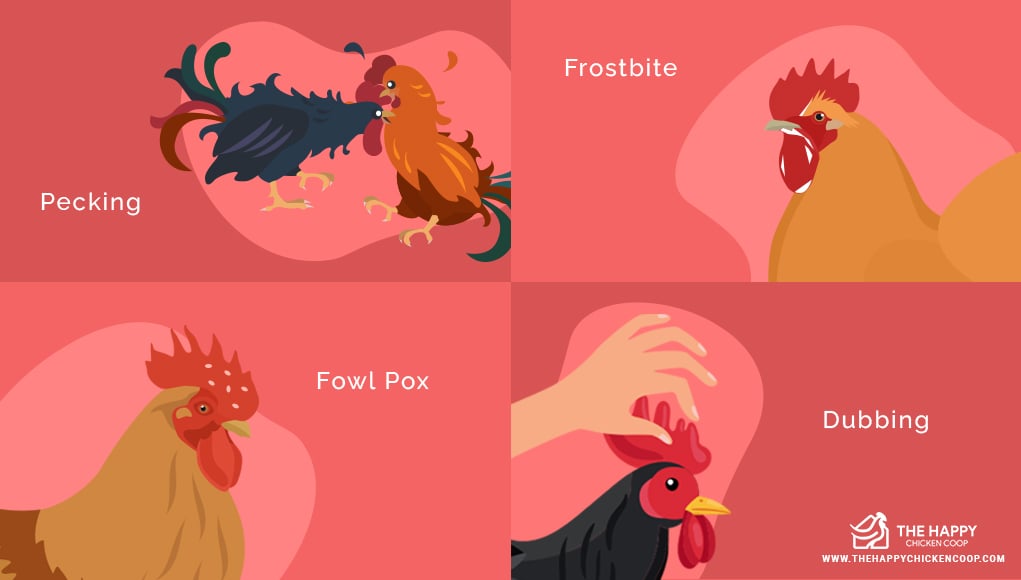 El color de la cresta: Qué nos dice sobre la salud de la gallina (Pálida, Morada o Seca) 7 Color del peine: lo que nos dice sobre la salud de la gallina (pálido, morado o seco)