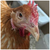 El color de la cresta: Qué nos dice sobre la salud de la gallina (Pálida, Morada o Seca) 6 Color del peine: lo que nos dice sobre la salud de la gallina (pálido, morado o seco)