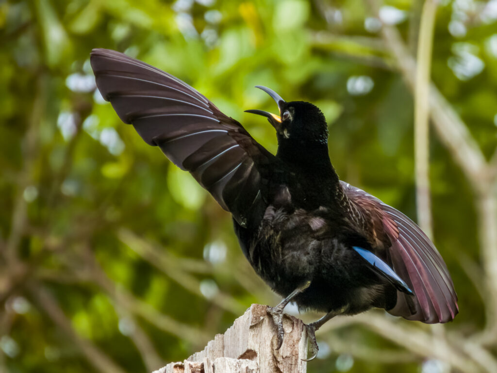 Cortejo del gallo: por qué baila y cómo funciona el ritual de apareamiento