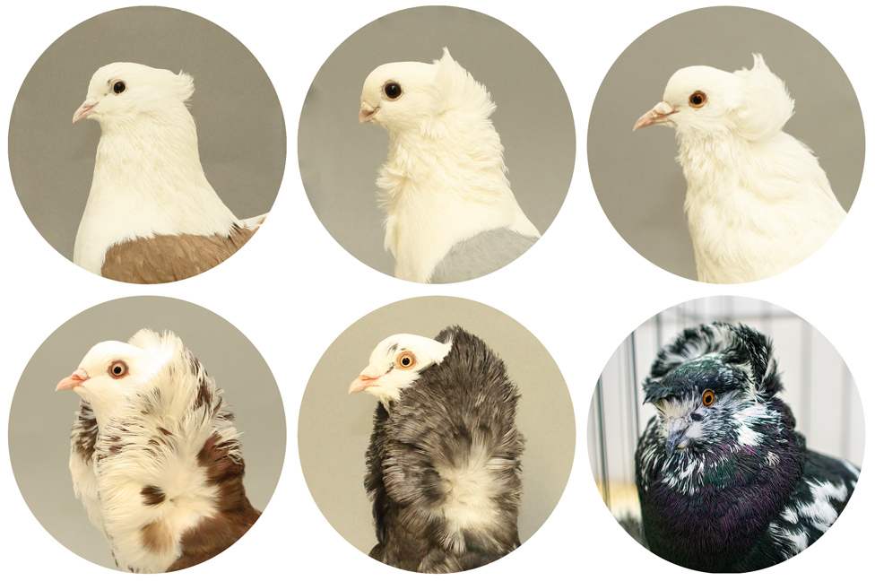 The Crest Gene: Cómo predecir si saldrá Sierra, Rose o Pea Crest