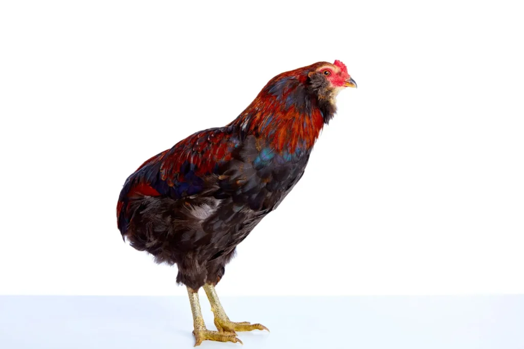 El Gen Letal en gallinas: Ojo con los cruces de Araucana (Aretes) y Japonesa (Patas cortas)