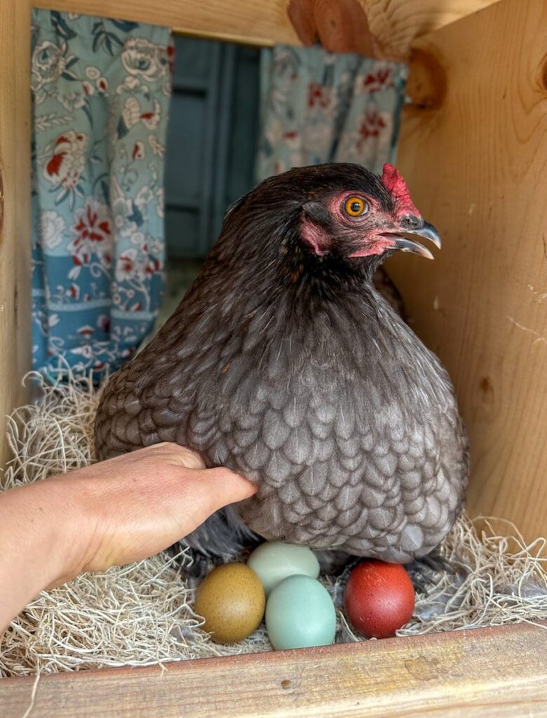 El instinto del Pollo Clueca: ¿Qué es y cómo afecta a la reproducción?