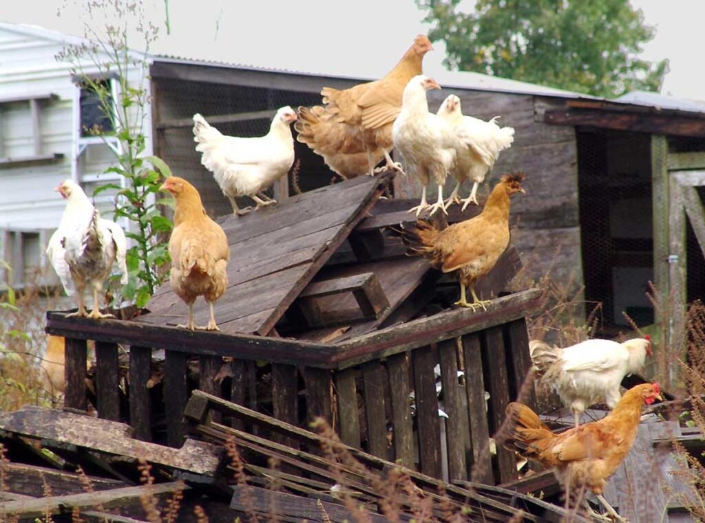 El Orden de Picoteo: Cómo funciona la estricta jerarquía social del gallinero 6 El orden jerárquico: cómo funciona la estricta jerarquía social del gallinero
