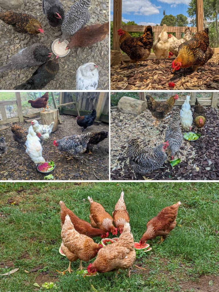 El Orden de Picoteo: Cómo funciona la estricta jerarquía social del gallinero 7 El orden jerárquico: cómo funciona la estricta jerarquía social del gallinero