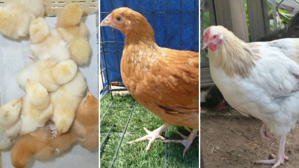 El patrón barrado (Plymouth Rock): cómo funciona este gen ligado al sexo