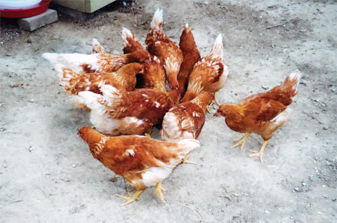 El patrón barrado (Plymouth Rock): cómo funciona este gen ligado al sexo