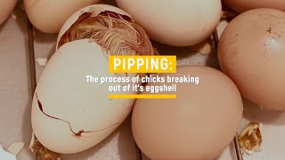 Pipping: Cuánto tiempo esperar desde que rompen la cáscara hasta que salen