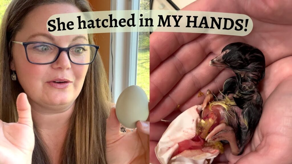 Pipping: Cuánto tiempo esperar desde que rompen la cáscara hasta que salen