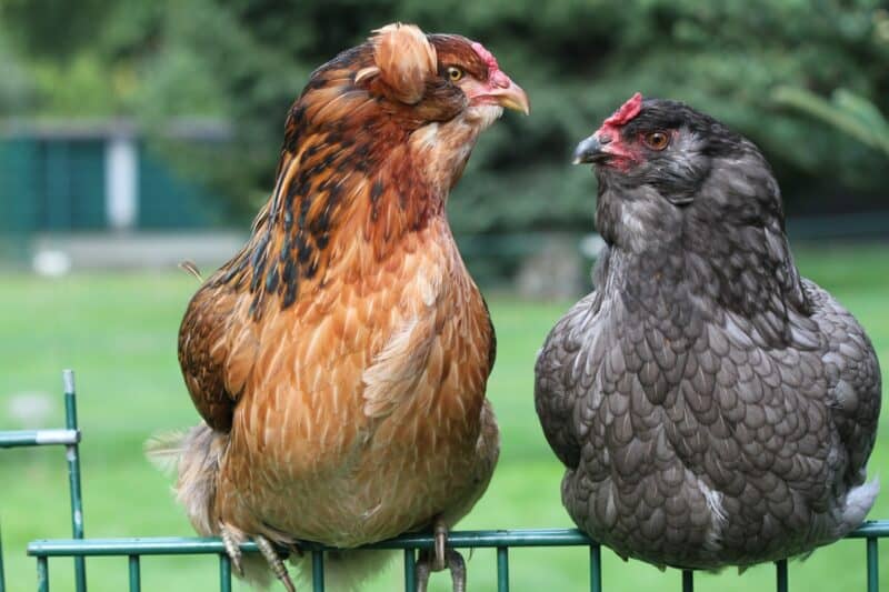 El secreto de los huevos azules y verdes: cómo funciona el gen Araucana/Ameraucana