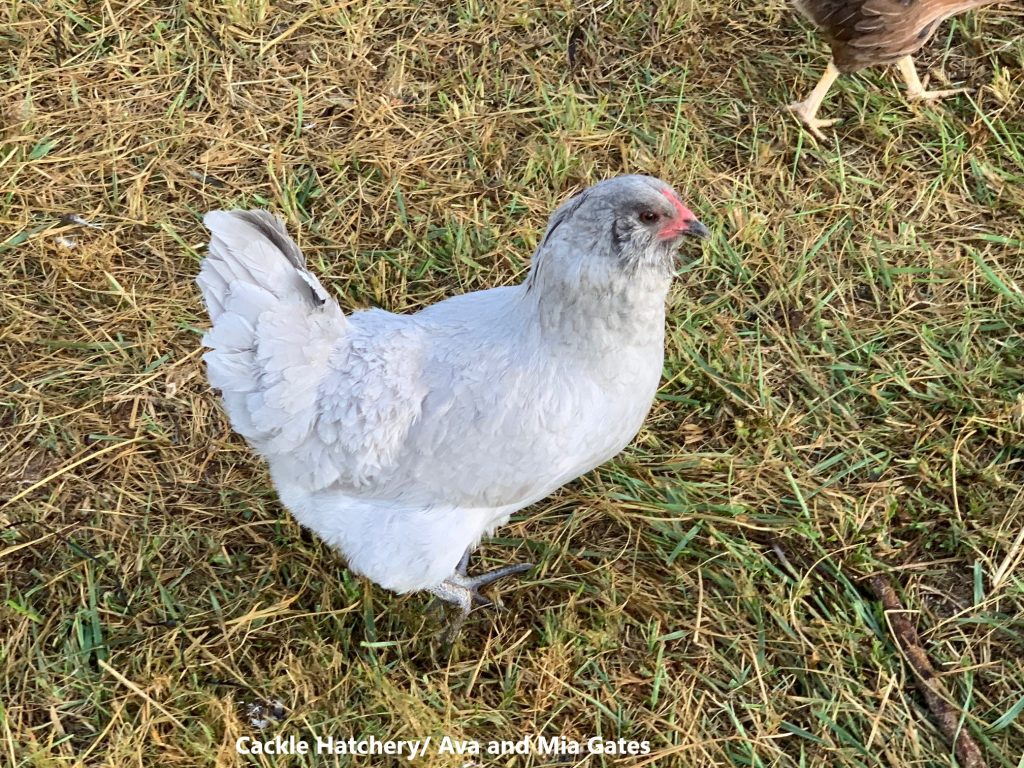 El secreto de los huevos azules y verdes: cómo funciona el gen Araucana/Ameraucana