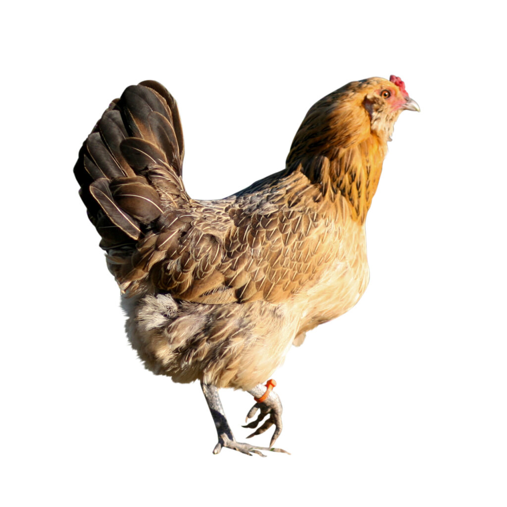 El secreto de los huevos azules y verdes: cómo funciona el gen Araucana/Ameraucana