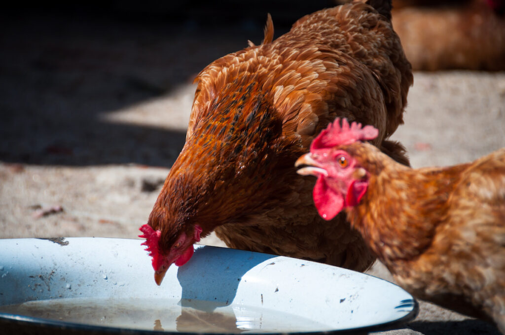 Estrés por calor en gallinas: Cómo evitar golpes de calor y deshidratación en verano 7 Estrés por calor en pollos: Cómo evitar el golpe de calor y la deshidratación en verano