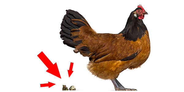 ¿Las gallinas orinan? La verdad sobre sus excrementos y la mancha blanca 7 La salud de la gallina según sus cacas: alimentación y parásitos