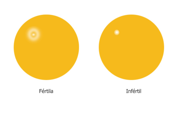 Fertil o no? | Royal Pas Reform Integrated hatchery solutions