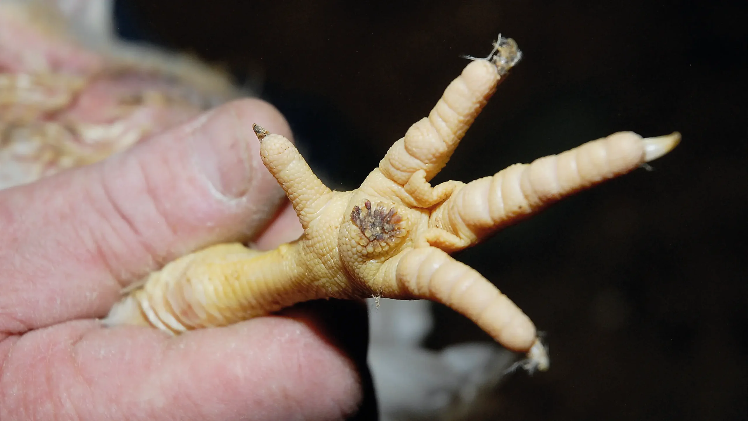 Prevención de la pododermatitis en aves: estrategias y medidas preventivas