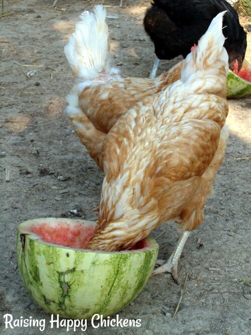 Frutas permitidas para las gallinas: Beneficios para la salud de la sandía, el plátano y el melón