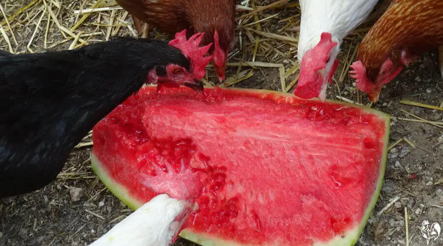 Frutas permitidas para las gallinas: Beneficios para la salud de la sandía, el plátano y el melón