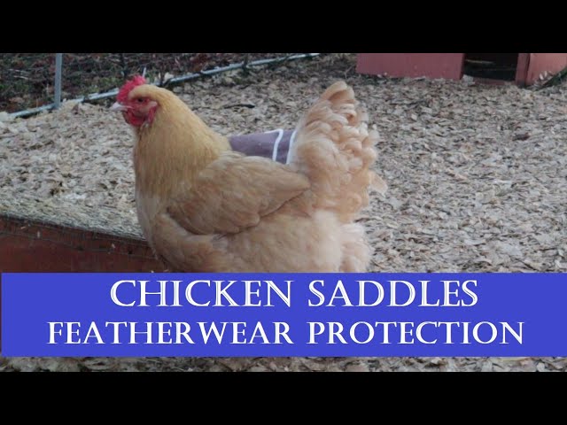 Pollos con lomo desnudo: cómo protegerlos del daño del espolón durante la reproducción - Guía definitiva