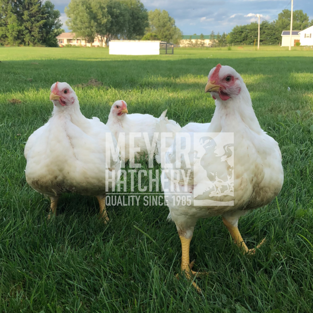 Pollos de carne (pollos de engorde) vs.