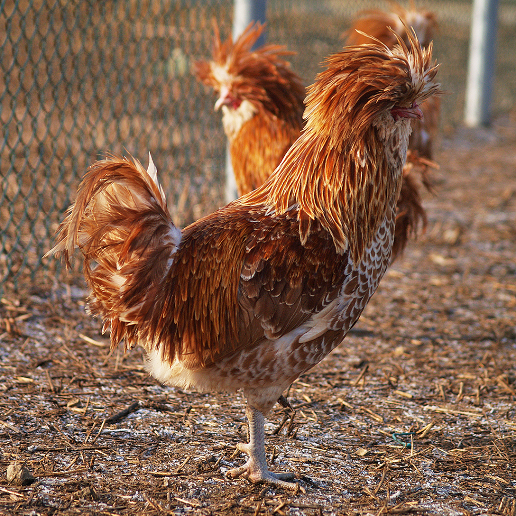 Gallinas copetudas (polacas y paduanas): cómo cuidar su visión y evitar ser picadas
