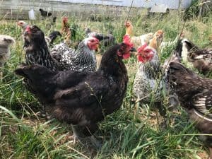 Gallinas copetudas (polacas y paduanas): cómo cuidar su visión y evitar ser picadas