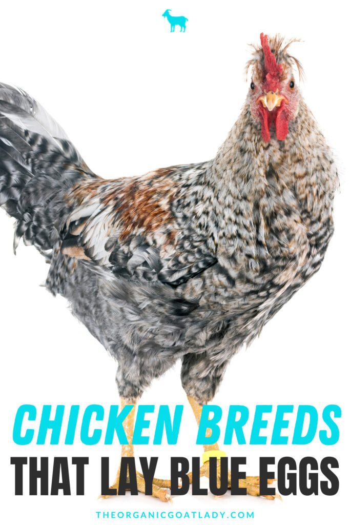 Gallinas de huevos de oro: Razas que ponen huevos azules y verdes (Araucana/Ameraucana)