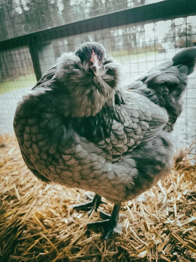 Gallinas de huevos de oro: Razas que ponen huevos azules y verdes (Araucana/Ameraucana)