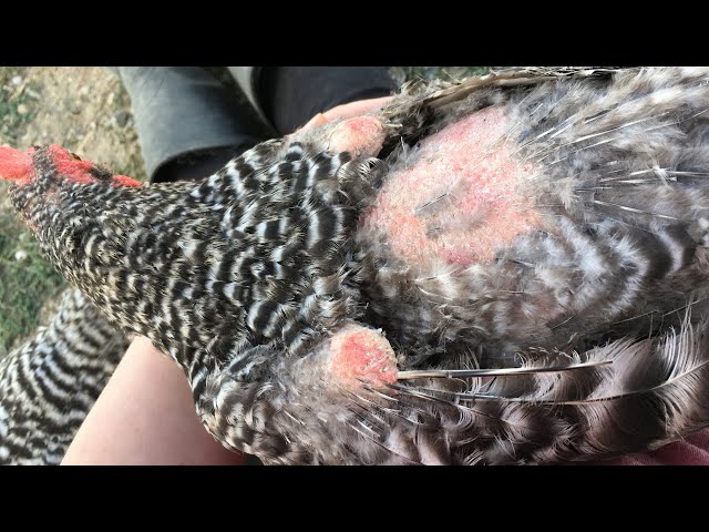 Pollos desplumados por el lomo: Por qué les duele el gallo al pisarlos y cómo protegerlos