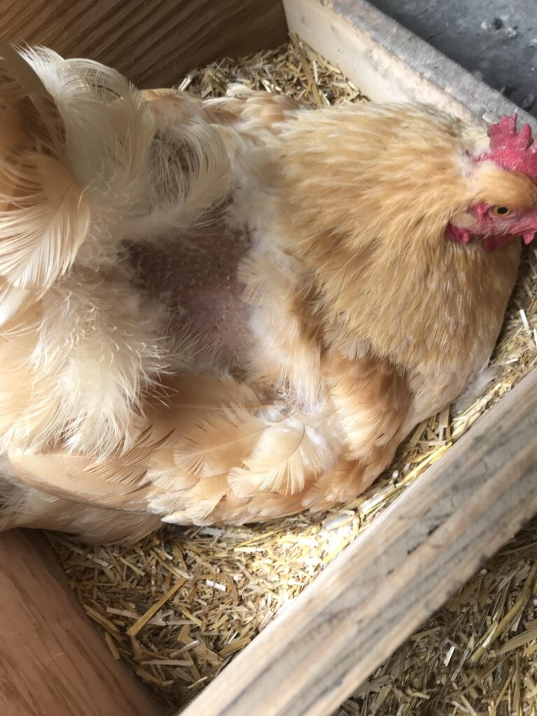 Pollos desplumados por el lomo: Por qué les duele el gallo al pisarlos y cómo protegerlos