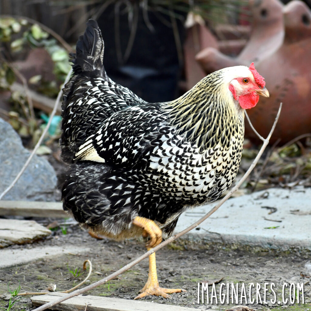 Pollos de Doble Propósito: Las 5 mejores razas para tener carne y huevos al mismo tiempo