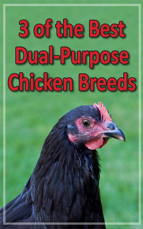 Pollos de Doble Propósito: Las 5 mejores razas para tener carne y huevos al mismo tiempo