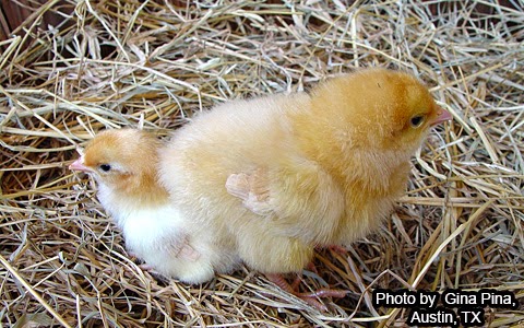 Gallinas Enanas (Bantam): La opción perfecta para jardines pequeños y niños 8 Pollos Enanos (Bantam): La opción perfecta para jardines pequeños y niños