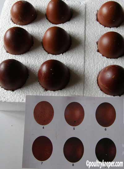 Las gallinas Marans y el secreto de los huevos de chocolate