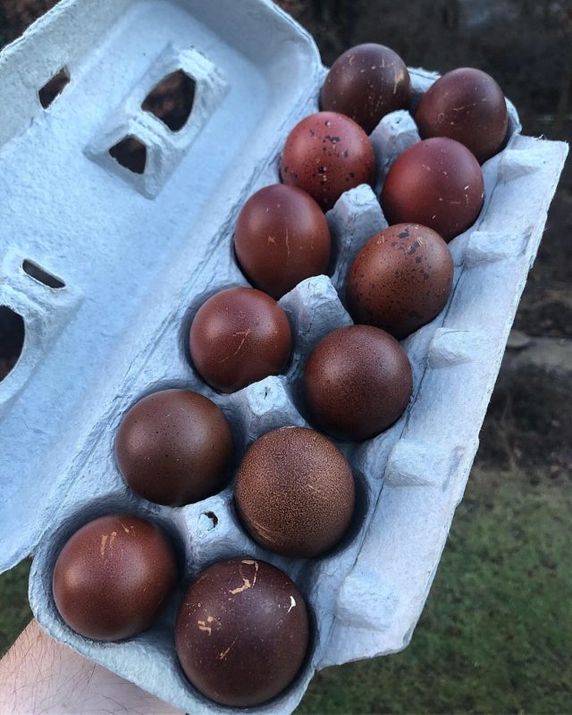 Las gallinas Marans y el secreto de los huevos de chocolate