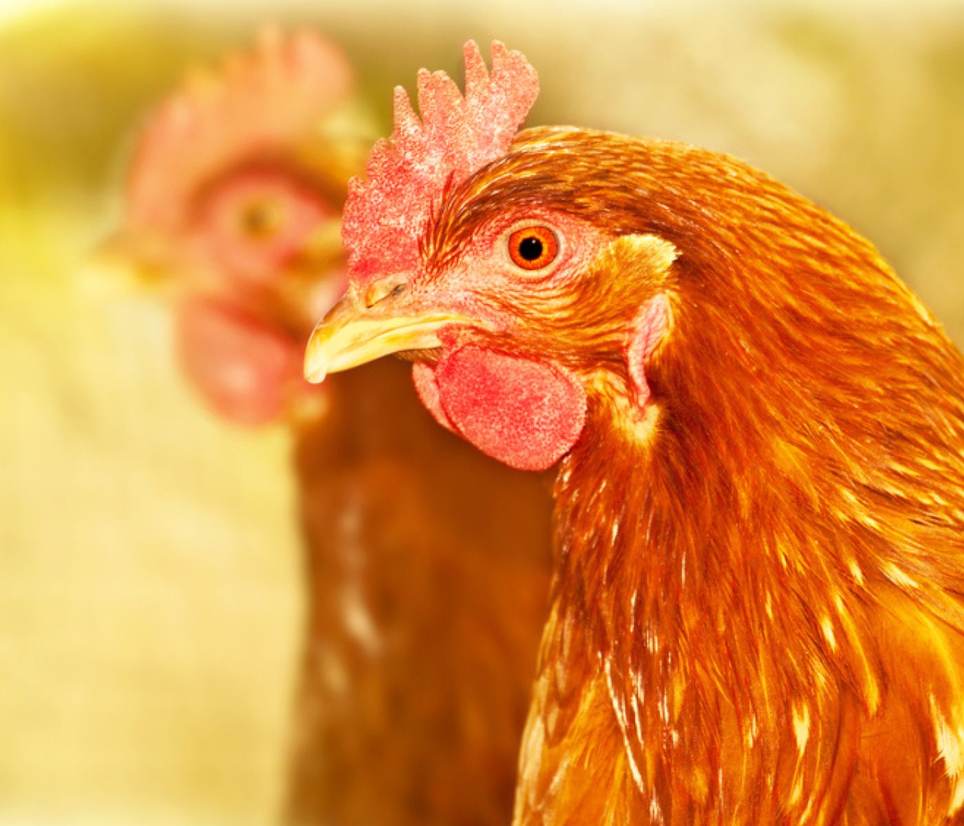 Estrés por calor en aves ponedoras: Impacto en la producción y estrategias de manejo - aviNews, la revista global de avicultura