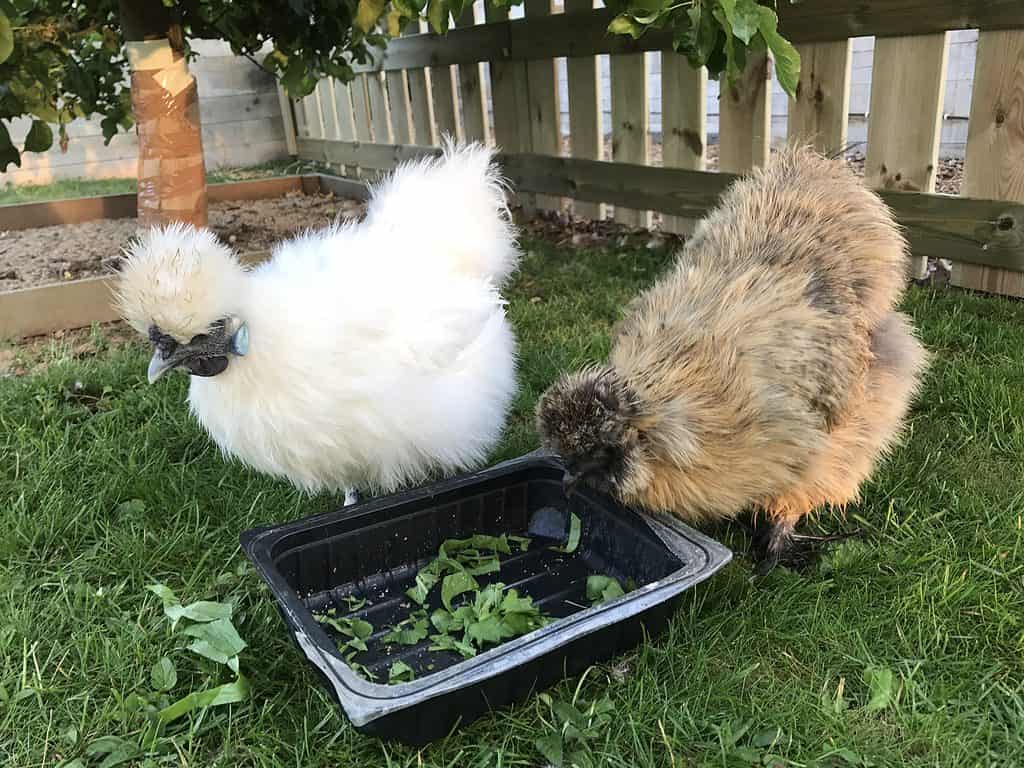 Pollos Sedosos Japoneses (Silkie): Cuidados especiales para la raza con pelo en lugar de plumas