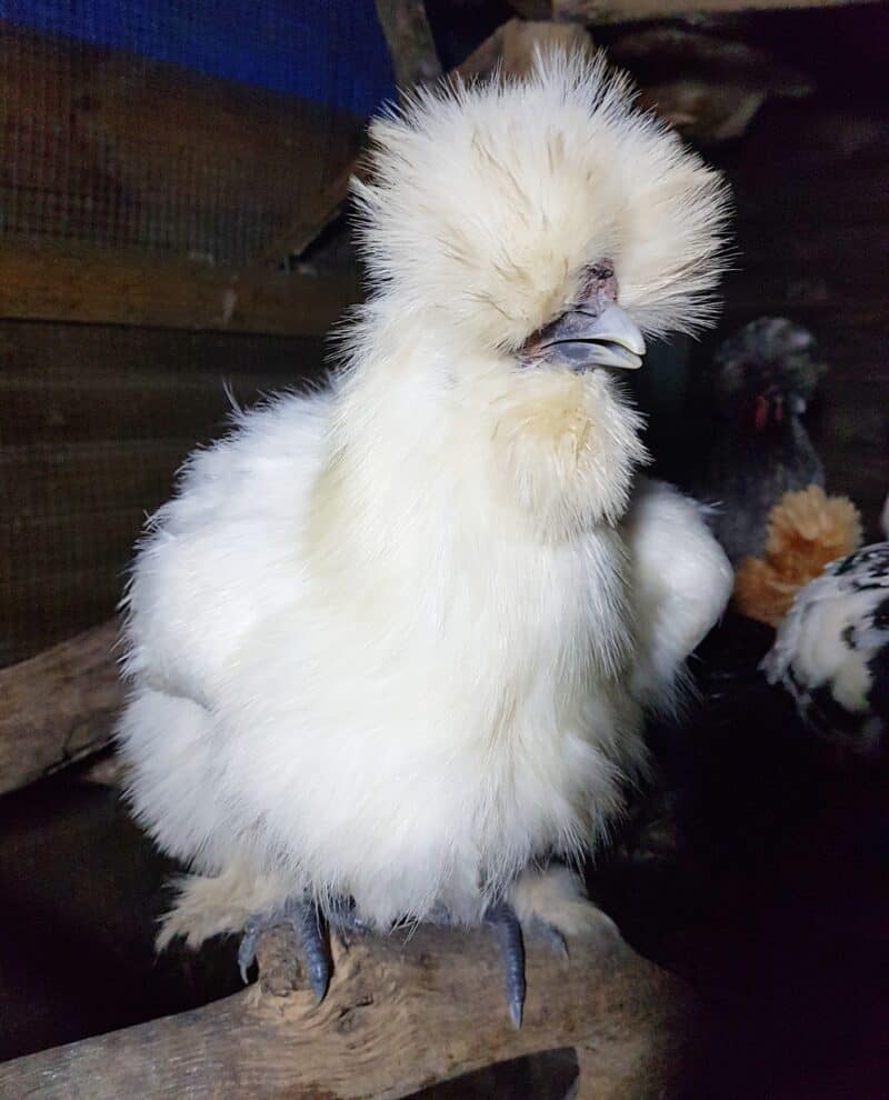 Pollos Sedosos Japoneses (Silkie): Cuidados especiales para la raza con pelo en lugar de plumas