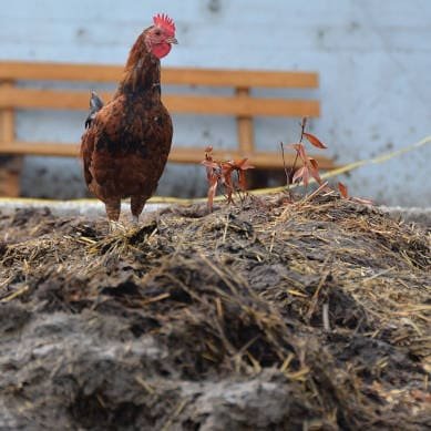 Gallinaza como abono