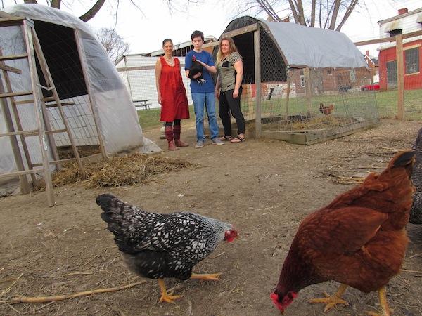 Gallineros móviles: ventajas del pastoreo rotativo y beneficios en la avicultura