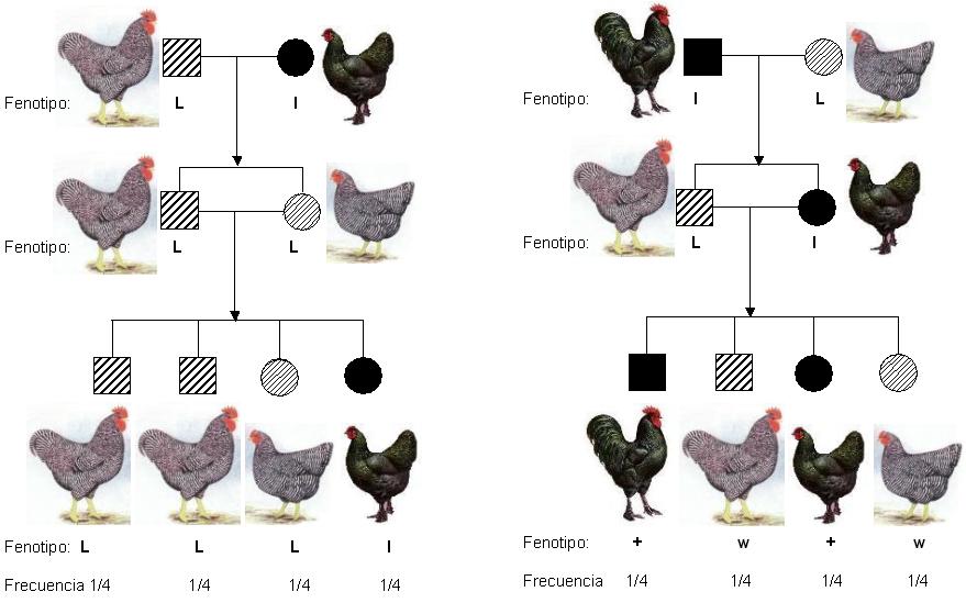 BARRADAS DE RUBIANES: Un poquito de Genetica