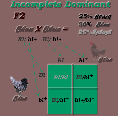 Genética avícola para principiantes: Dominante vs. Recesivo explicado fácil 6 Genética avícola para principiantes: dominante vs.