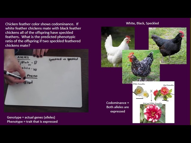 Genética del color de las plumas: base negra versus negra